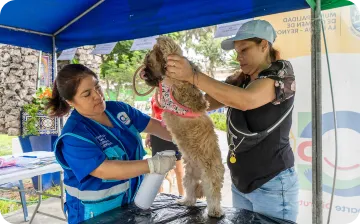 Campaña veterinaria gratuita para mascotas del distrito